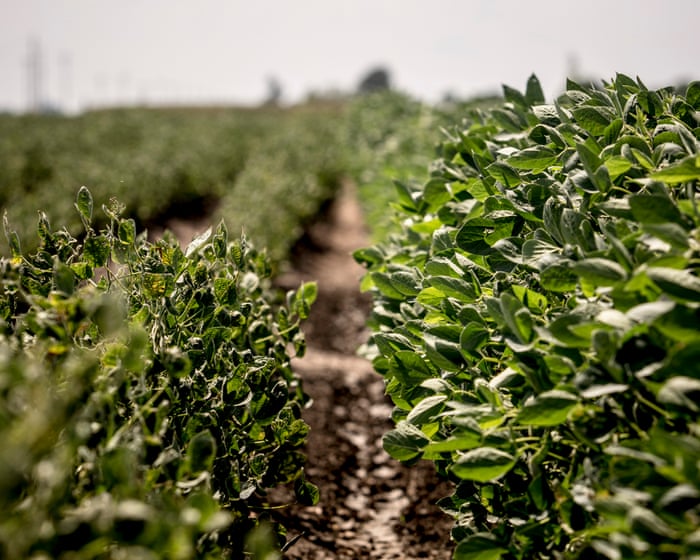 Rows of a green field crop stretch toward the horizon under a bright sky.