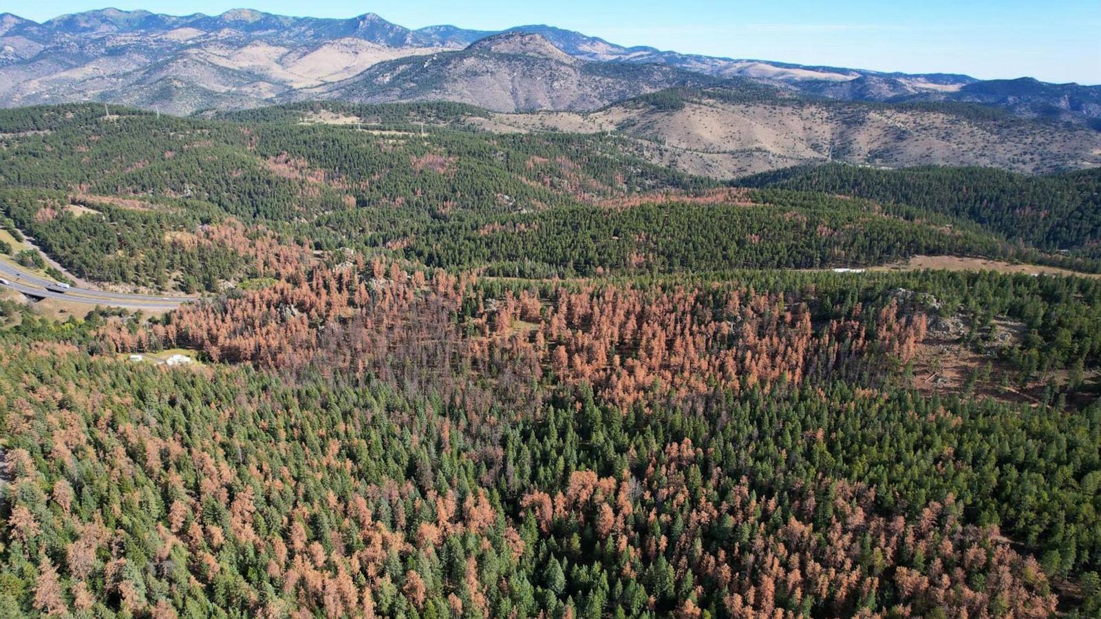 An aerial view shows a mountainous forest with large patches of brown trees and a highway along the left side.